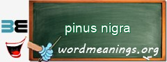 WordMeaning blackboard for pinus nigra